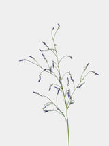 Falscher Knöterichspray – 119 cm