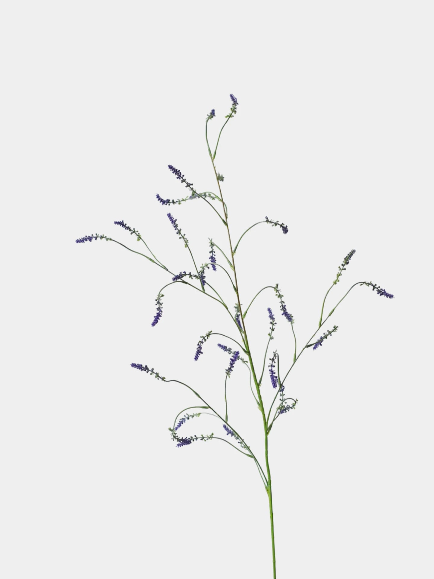 Falscher Knöterichspray – 119 cm