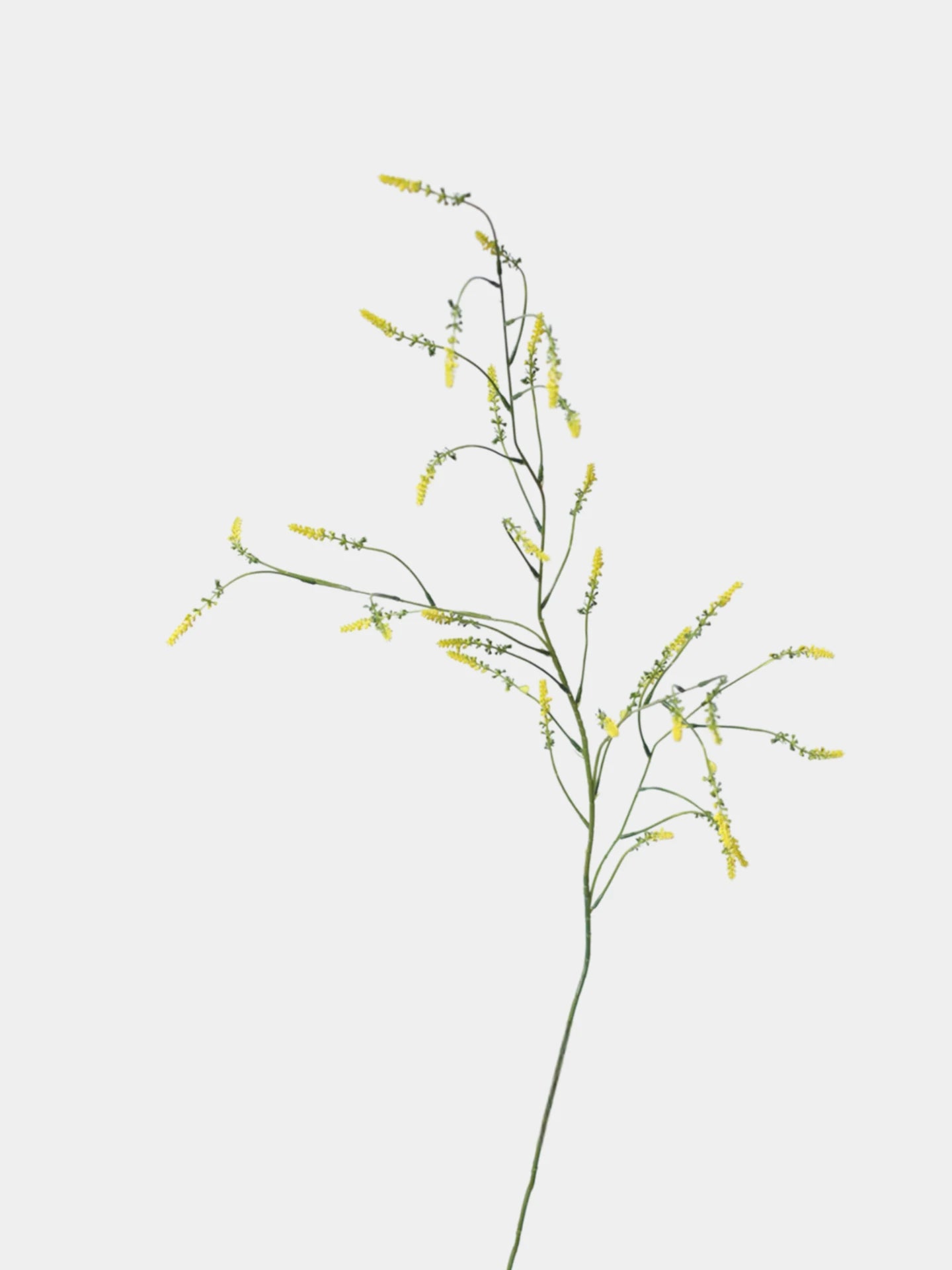 Falscher Knöterichspray – 119 cm