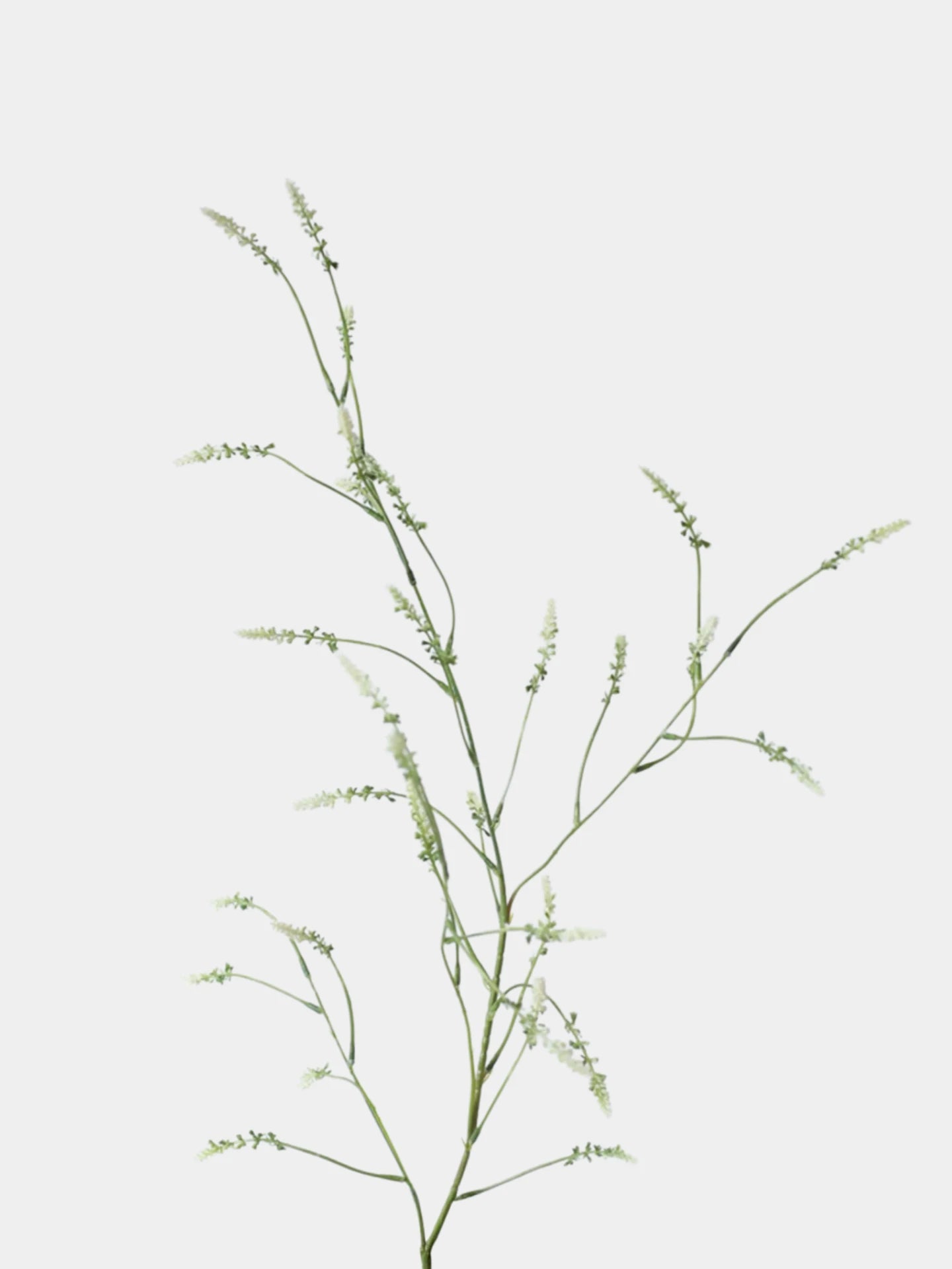 Falscher Knöterichspray – 119 cm