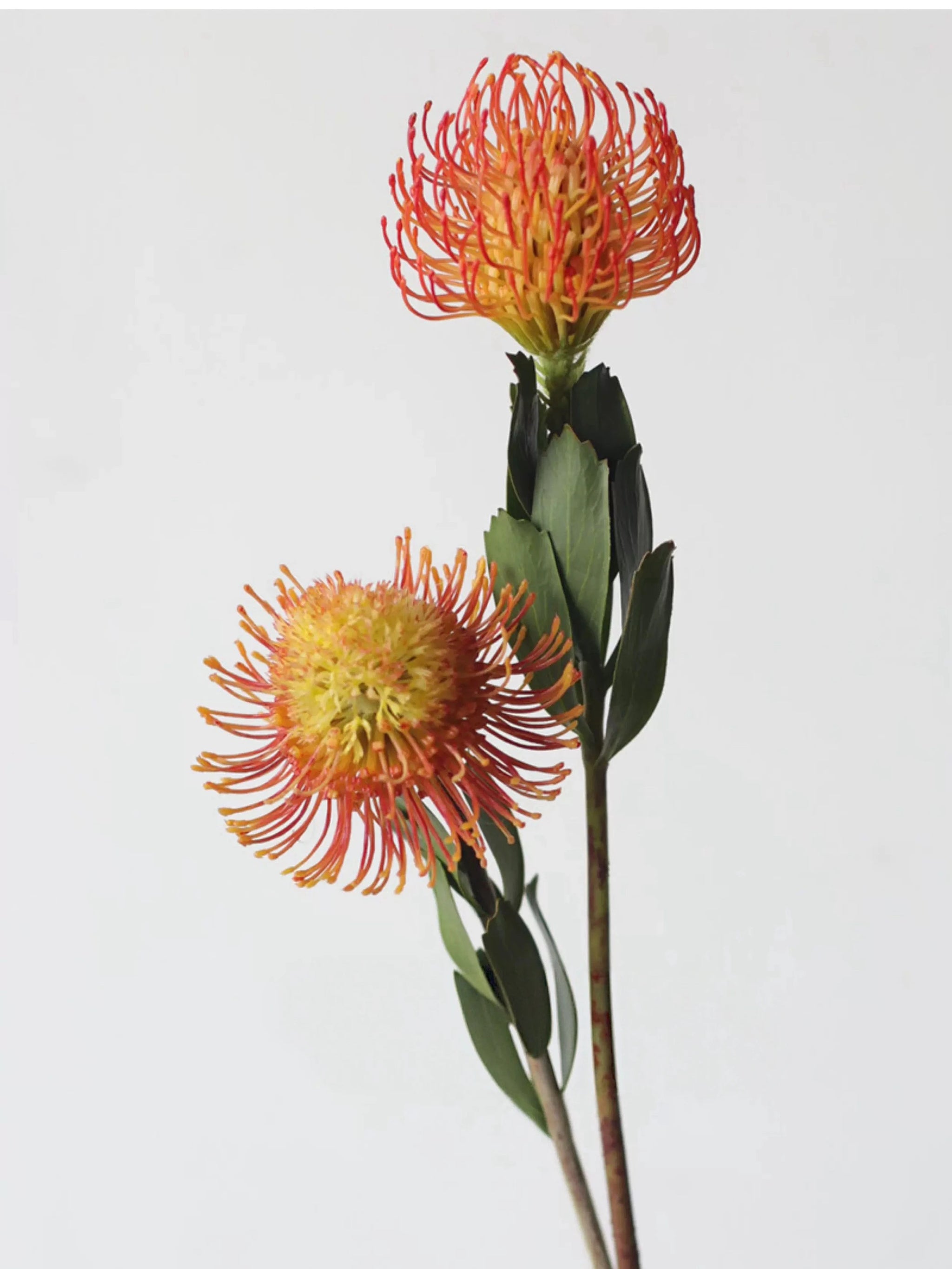 Faux Pincushion Protea Stem – 23"