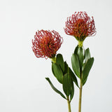 Faux Pincushion Protea Stem – 21"