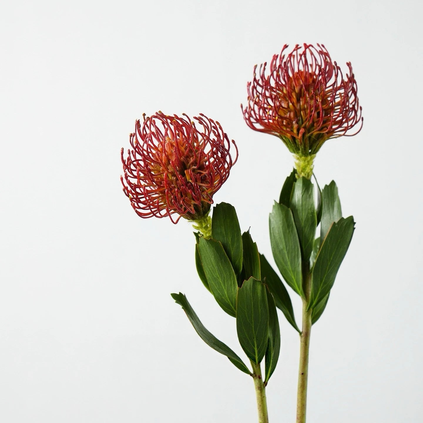 Faux Pincushion Protea Stem – 21"