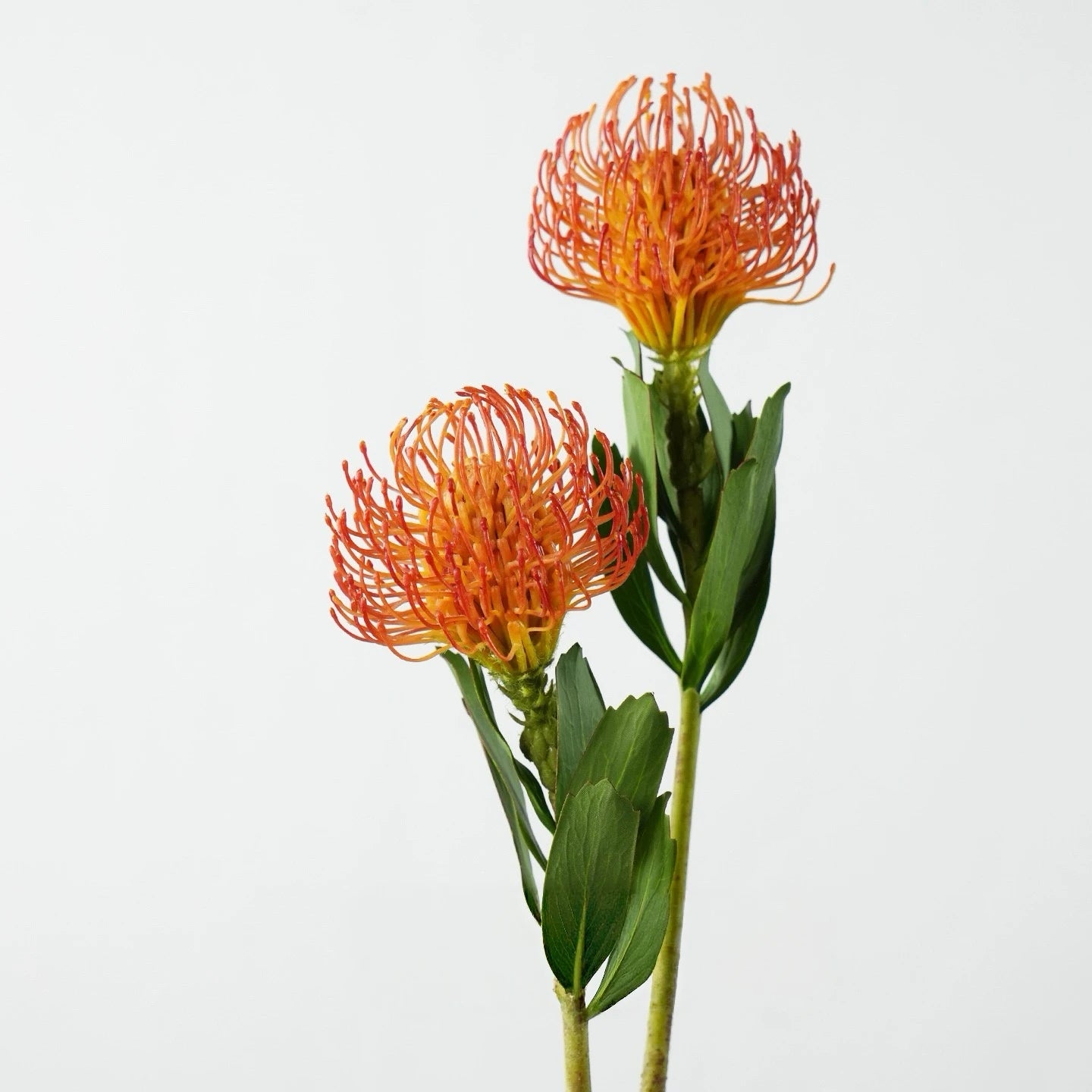 Faux Pincushion Protea Stem – 21"