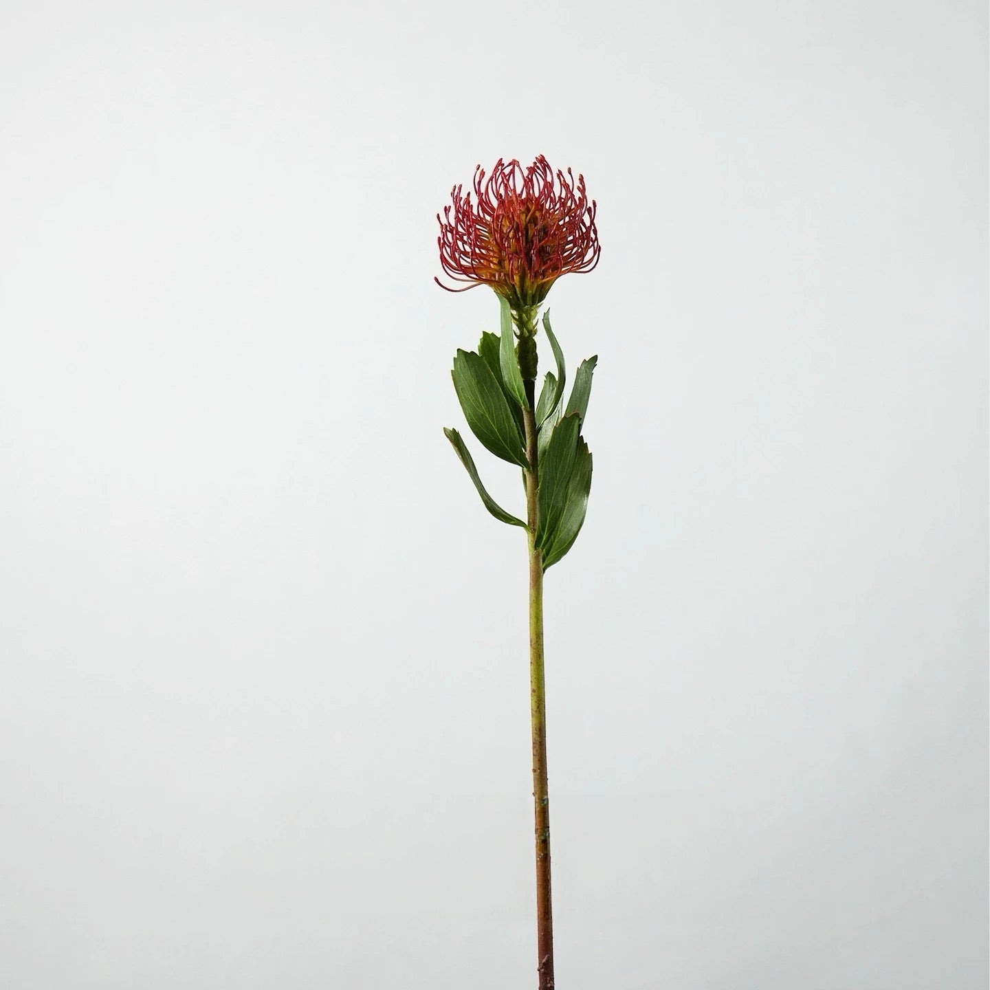 Faux Pincushion Protea Stem – 21"