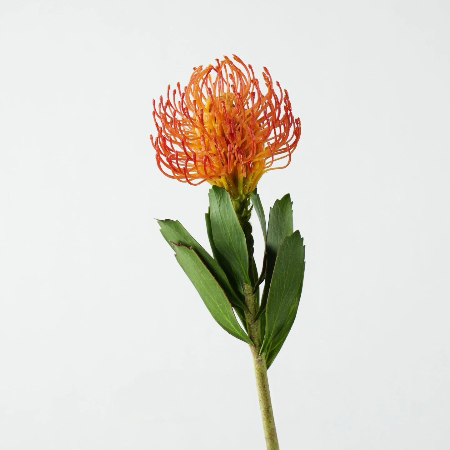 Faux Pincushion Protea Stem – 21"