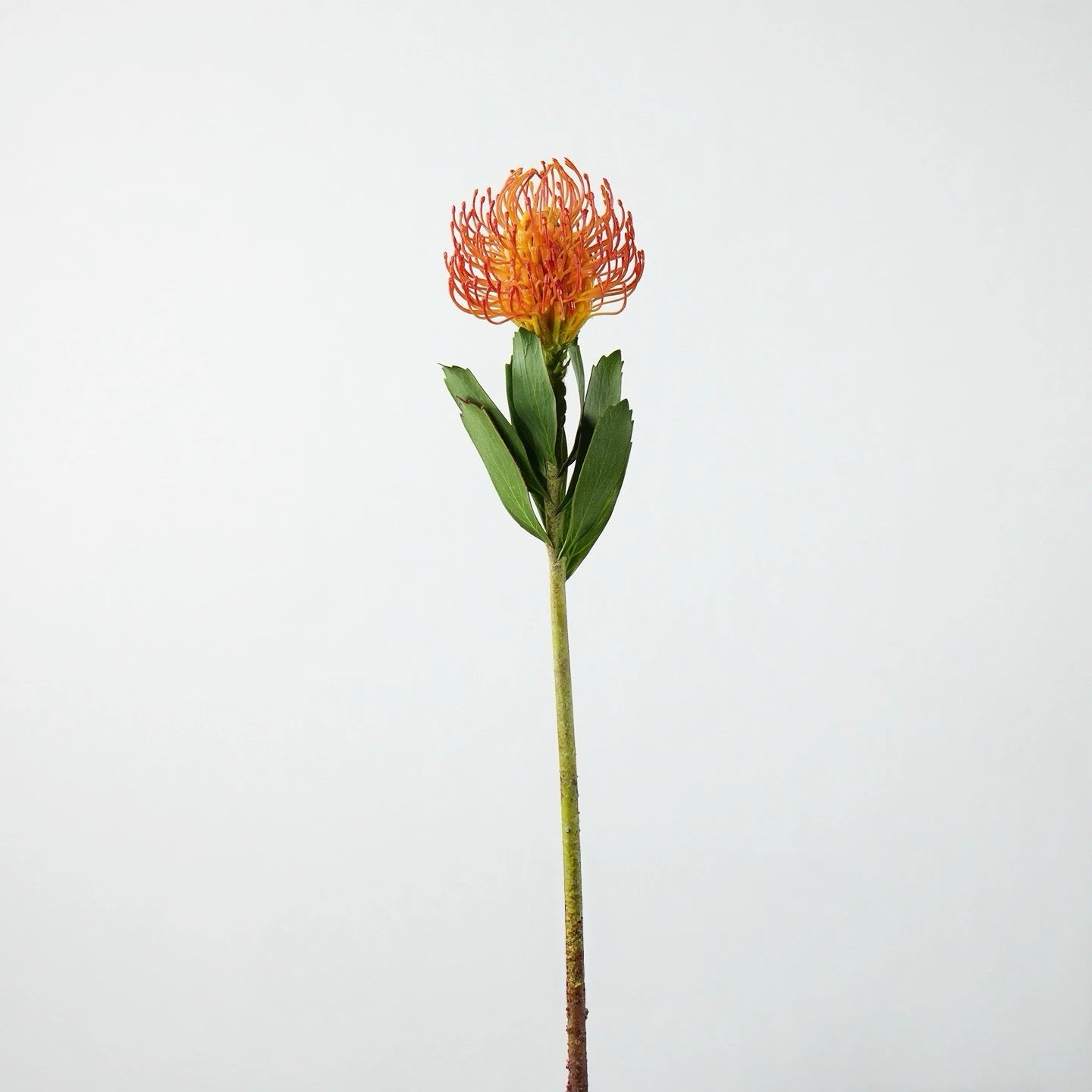Faux Pincushion Protea Stem – 21"