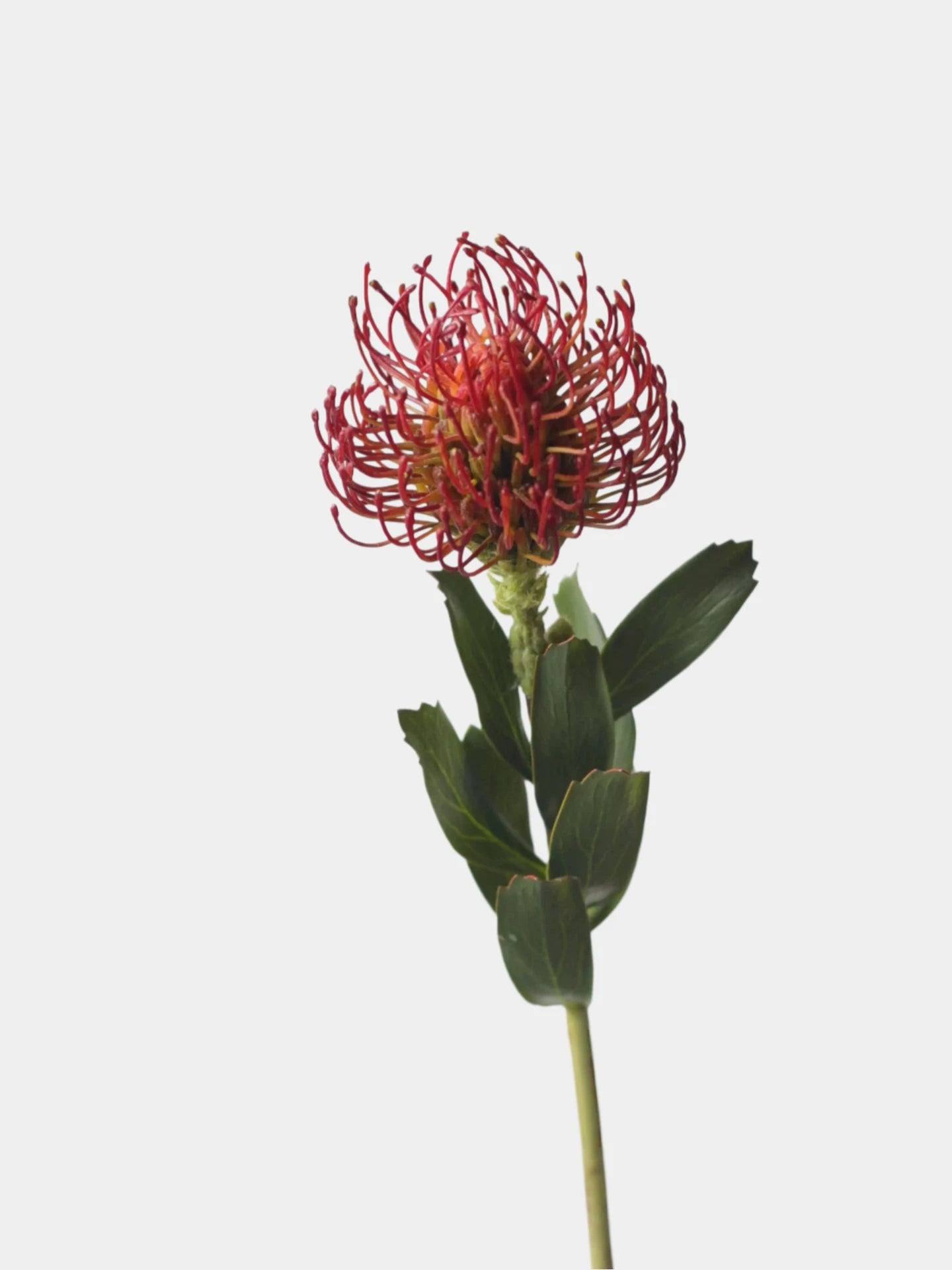 Faux Pincushion Protea Stem – 21"