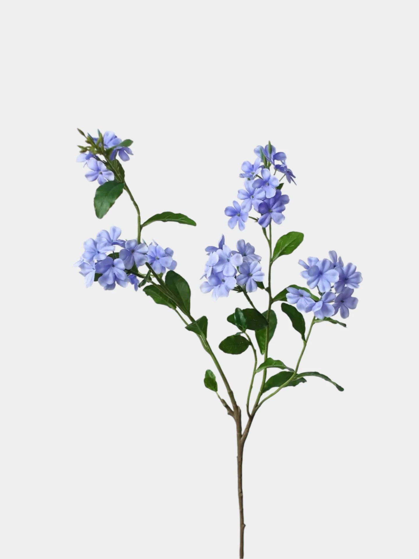Falscher Plumbago Blütenstiel – 86 cm