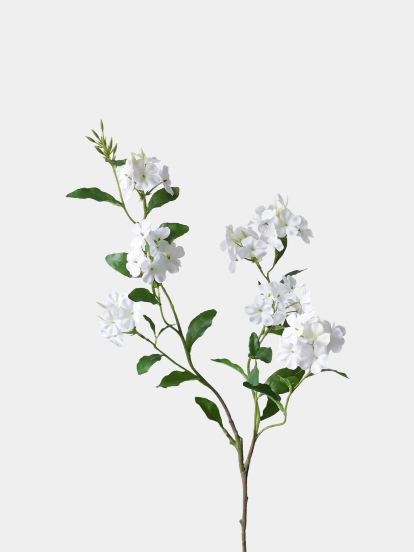 Falscher Plumbago Blütenstiel – 86 cm