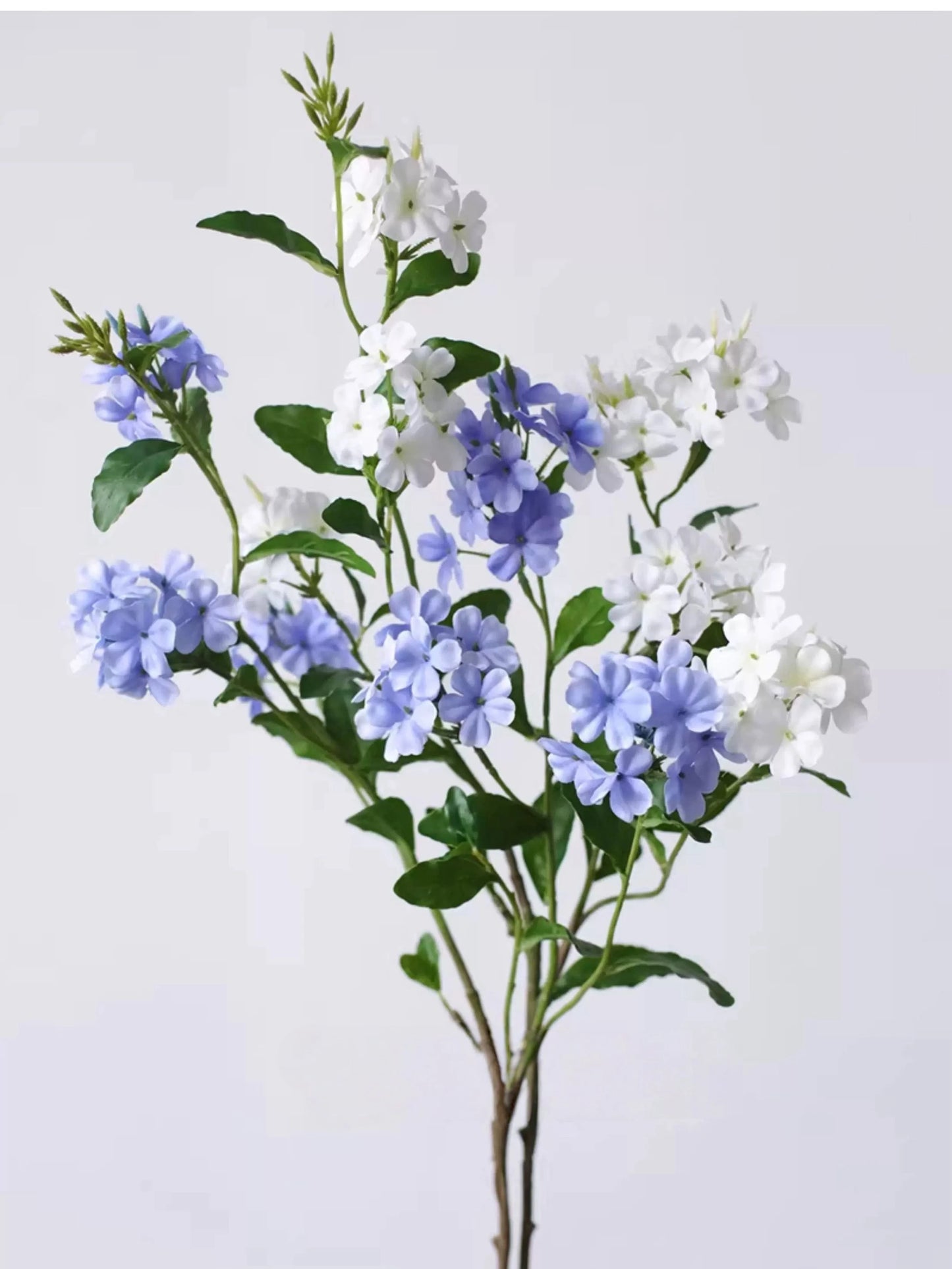 Falscher Plumbago Blütenstiel – 86 cm