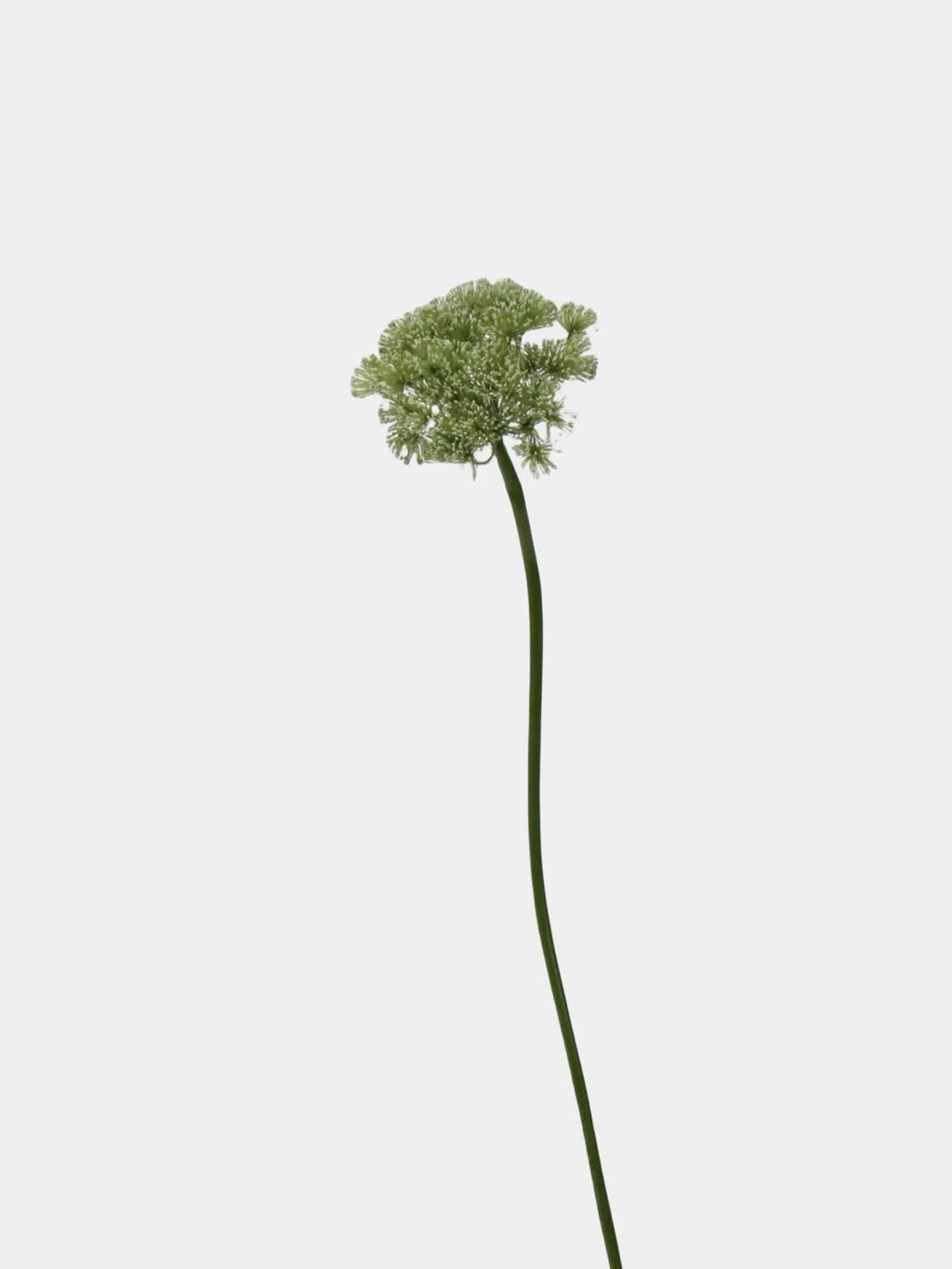 Faux Queen Anne’s Lace Flower – Green 26.7"