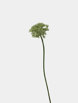 フェイク クイーンアンのレースフラワー – グリーン 26.7"