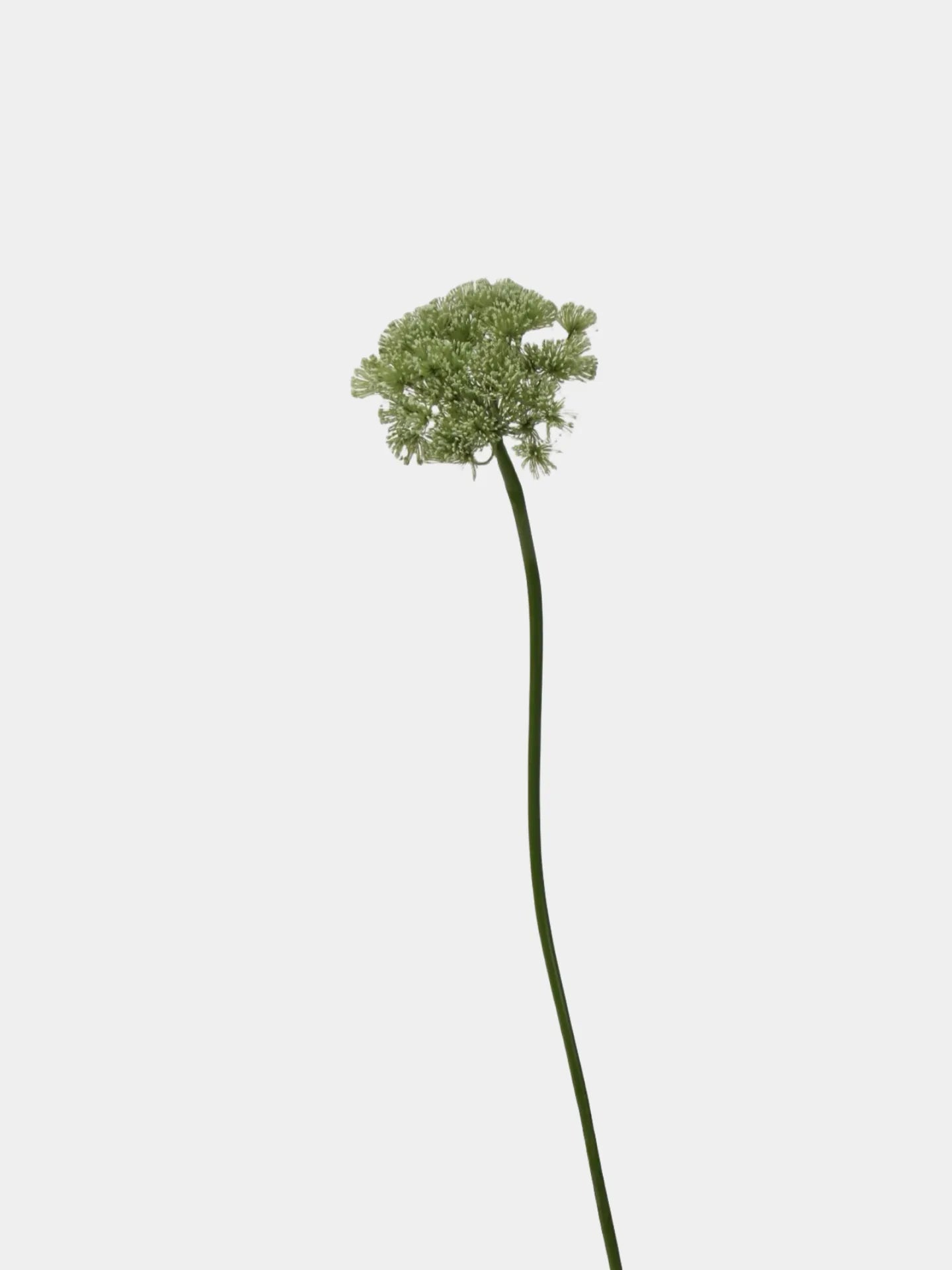 Faux Queen Anne’s Lace Flower – Green 26.7"