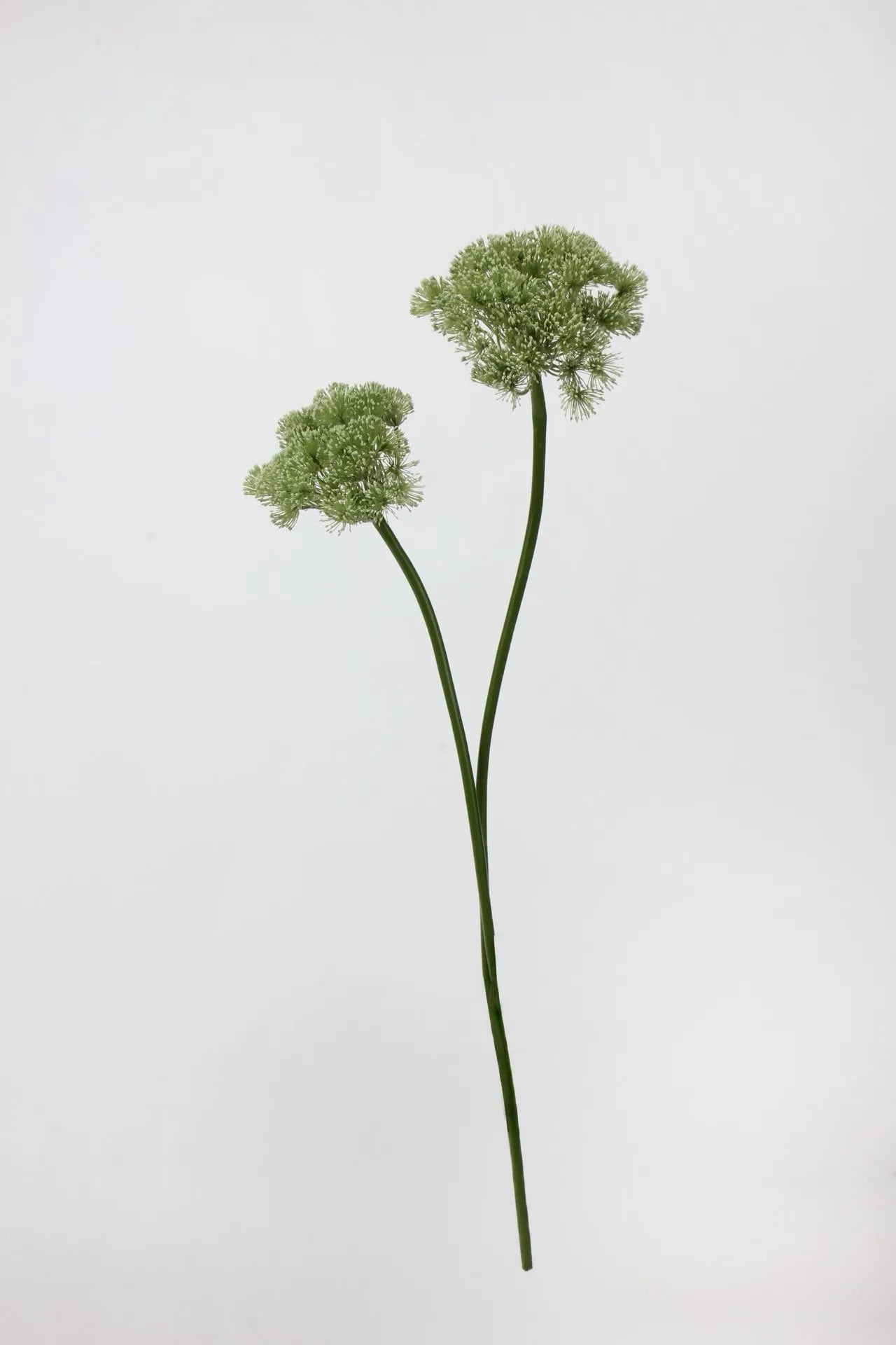 Faux Queen Anne’s Lace Flower – Green 26.7"