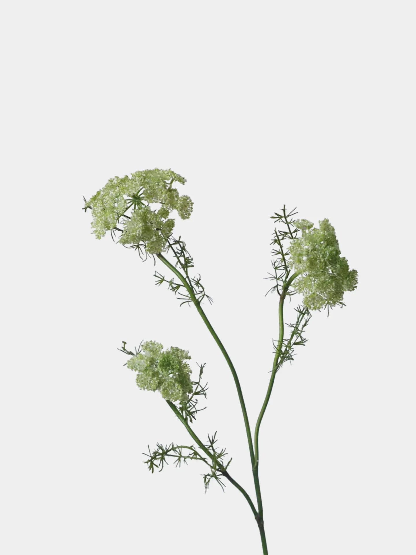 フェイク クイーンアンのレース – 75 cm リアルな野花の茎