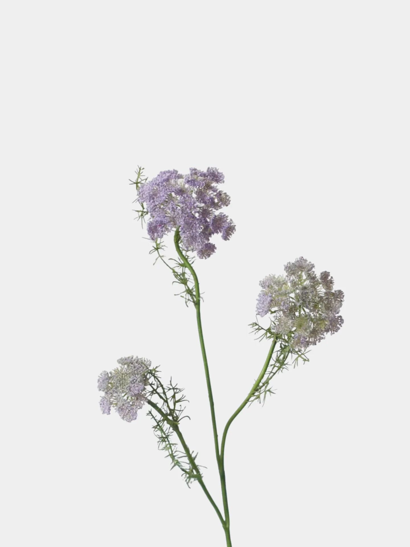 フェイク クイーンアンのレース – 75 cm リアルな野花の茎