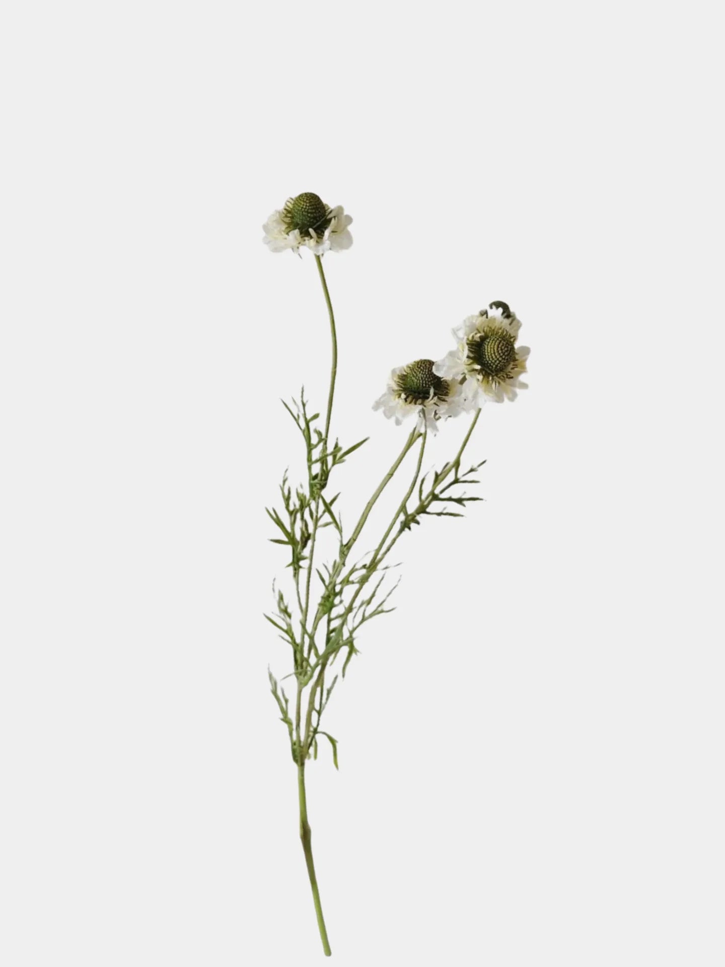 Faux Scabiosa Flower Spray -White 29"