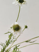 フェイクスカビオサフラワースプレー - ホワイト 29"