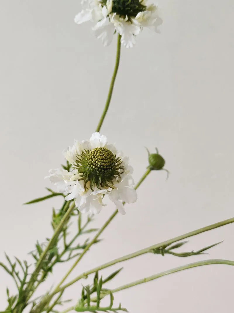 Faux Scabiosa Flower Spray -White 29"