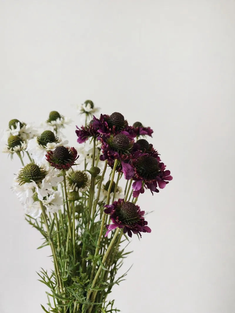 Faux Scabiosa Flower Spray -White 29"