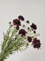 フェイクスカビオサフラワースプレー - パープル 29"