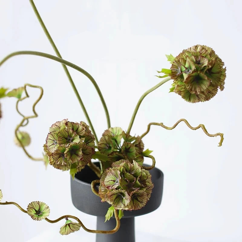 Falscher Skabiosen-Kapselstiel – 56 cm