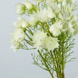 Falsche Serruria Florida Blume – 43 cm