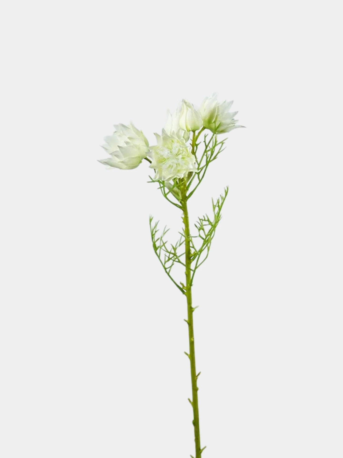 Falsche Serruria Florida Blume – 43 cm