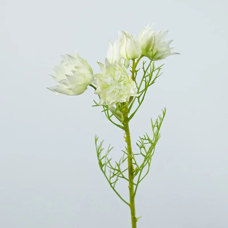 Falsche Serruria Florida Blume – 43 cm