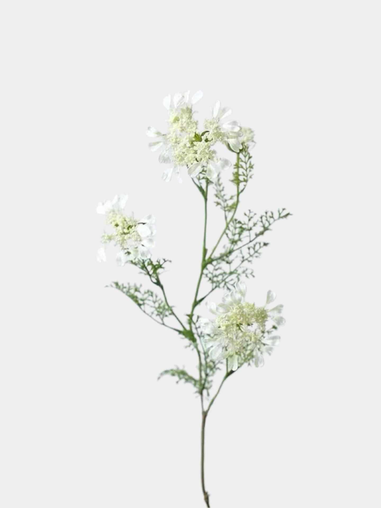 フェイク クイーン アンのレース 野生の花 – 37インチ