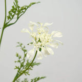 フェイク クイーン アンのレース 野生の花 – 37インチ