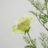 フェイク クイーン アンのレース 野生の花 – 37インチ