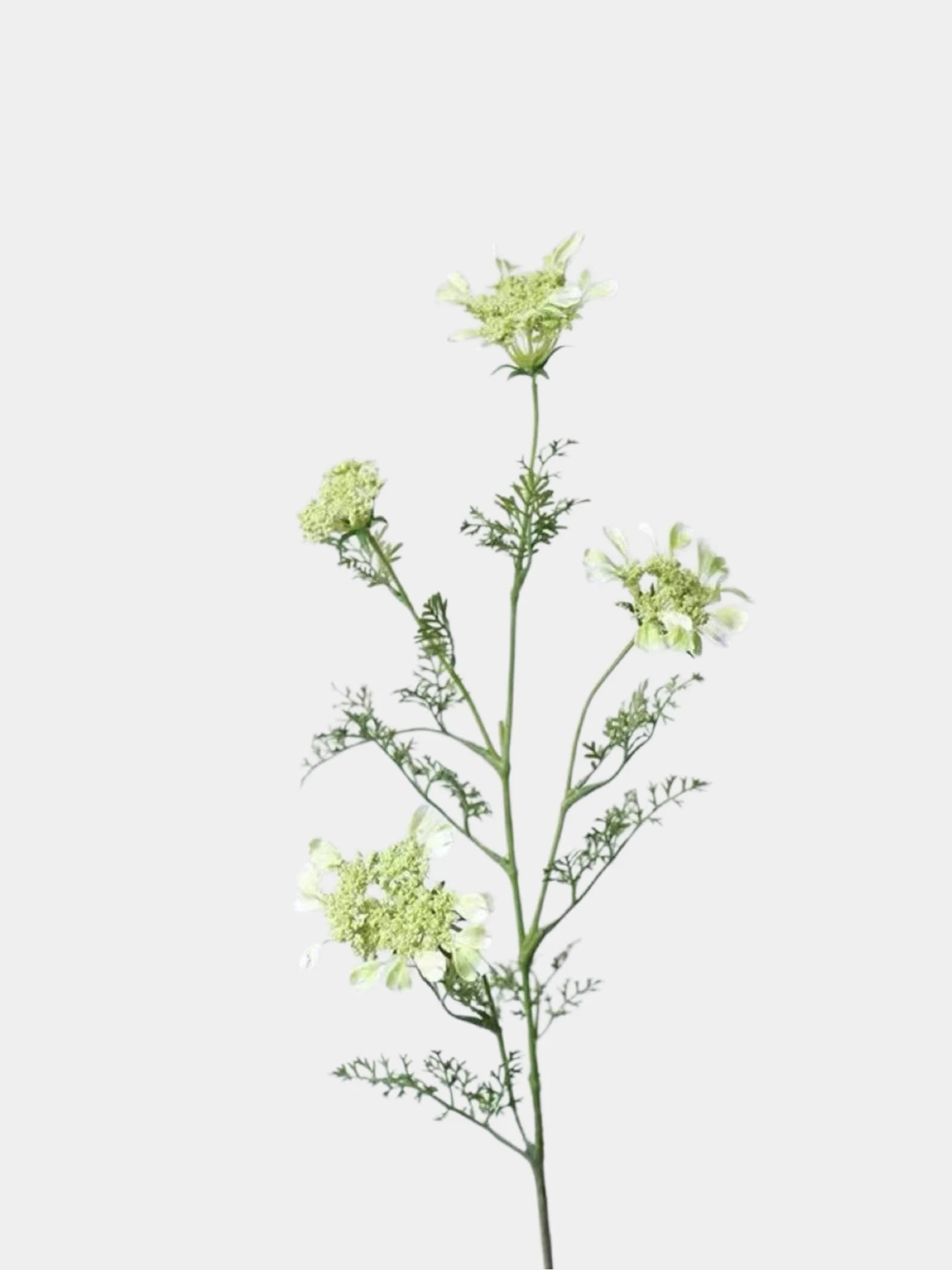 フェイク クイーン アンのレース 野生の花 – 37インチ