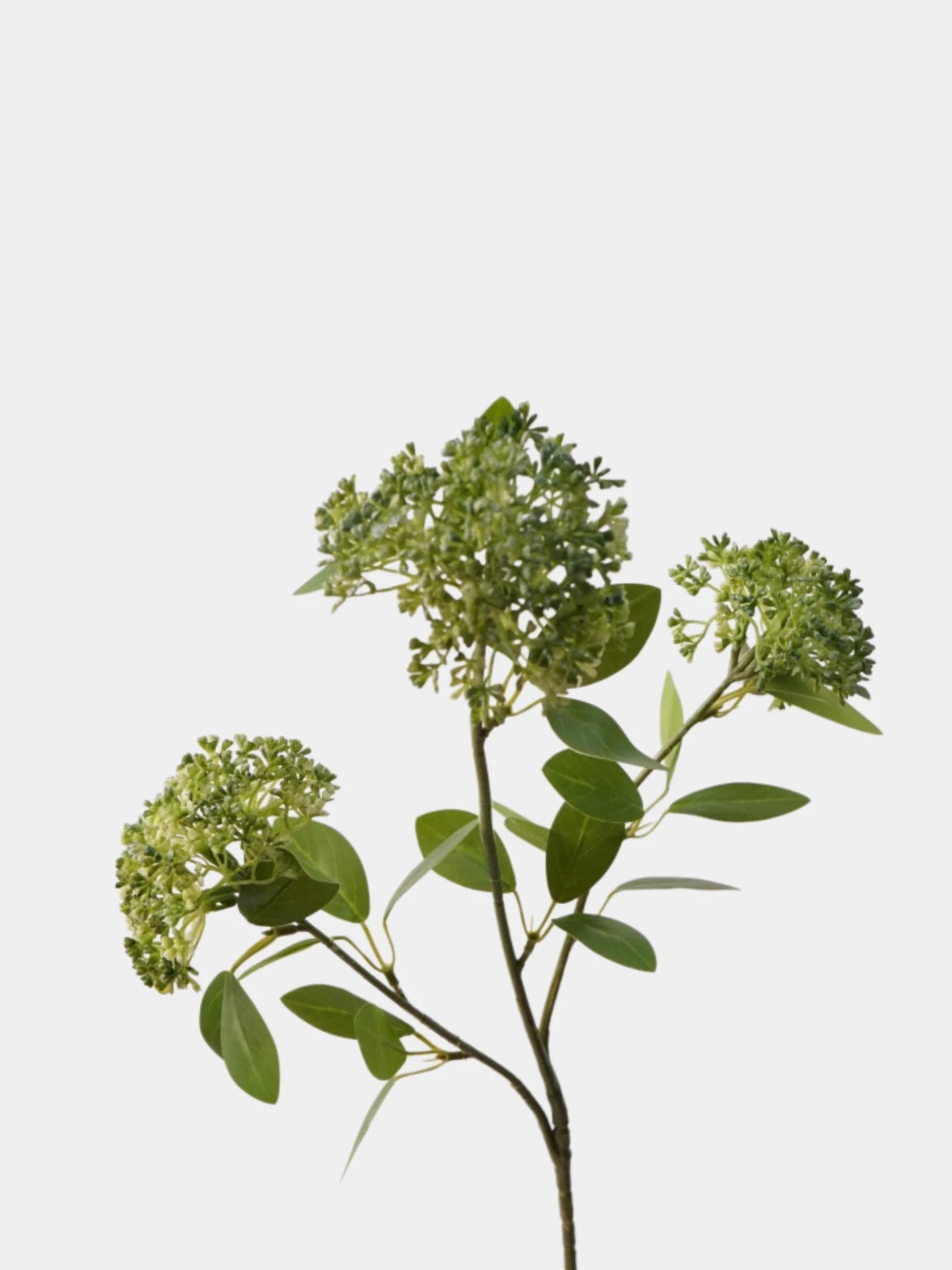 Faux Skimmia Berry – 31"
