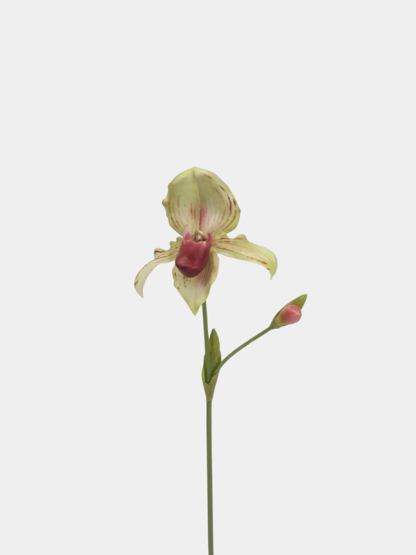 Real Touch Faux Slipper Orchid Stem– 26″ Green/Pink