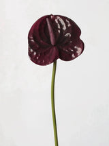 Faux Small Anthurium – 22"