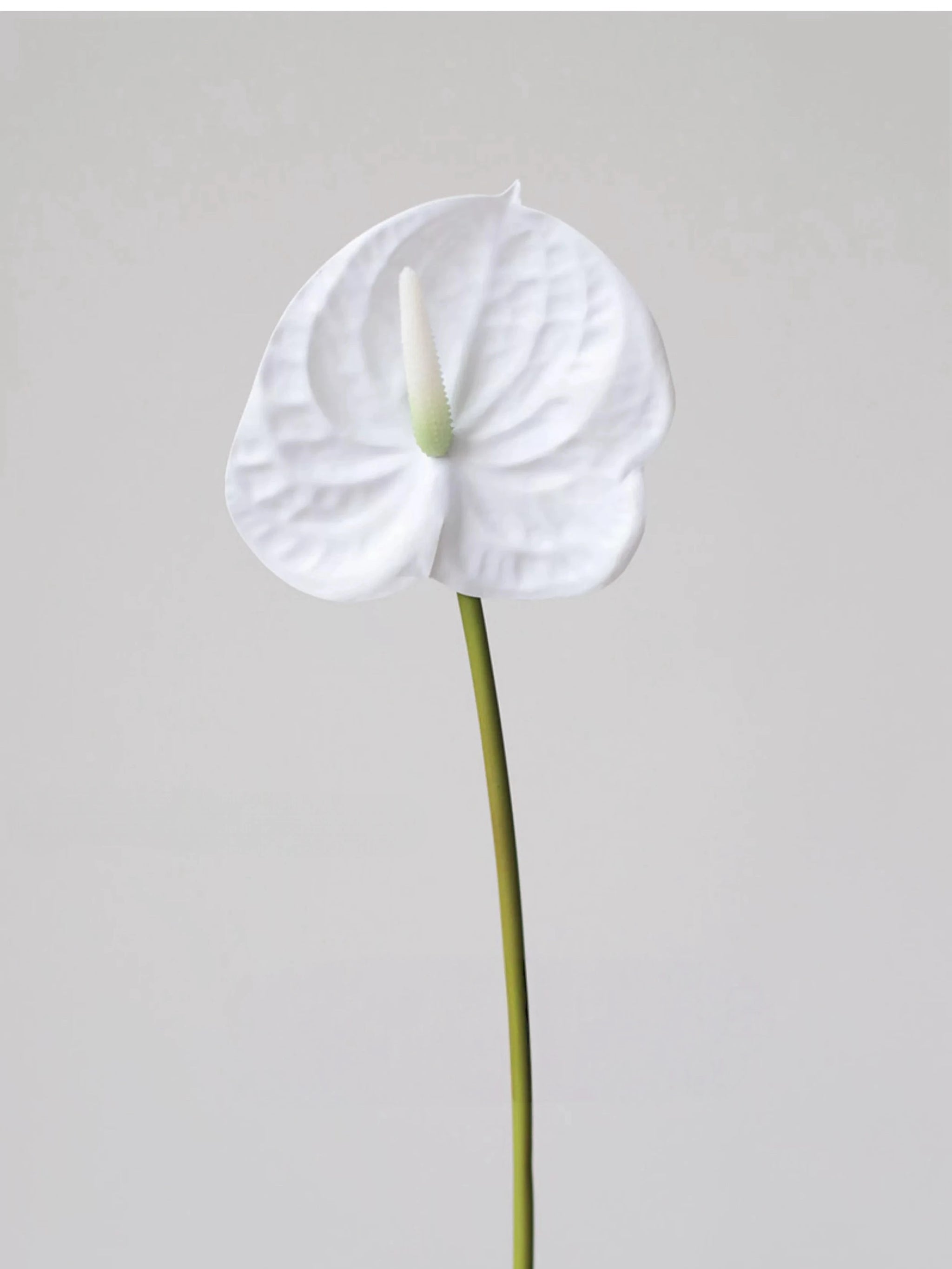 Faux Small Anthurium – 22"