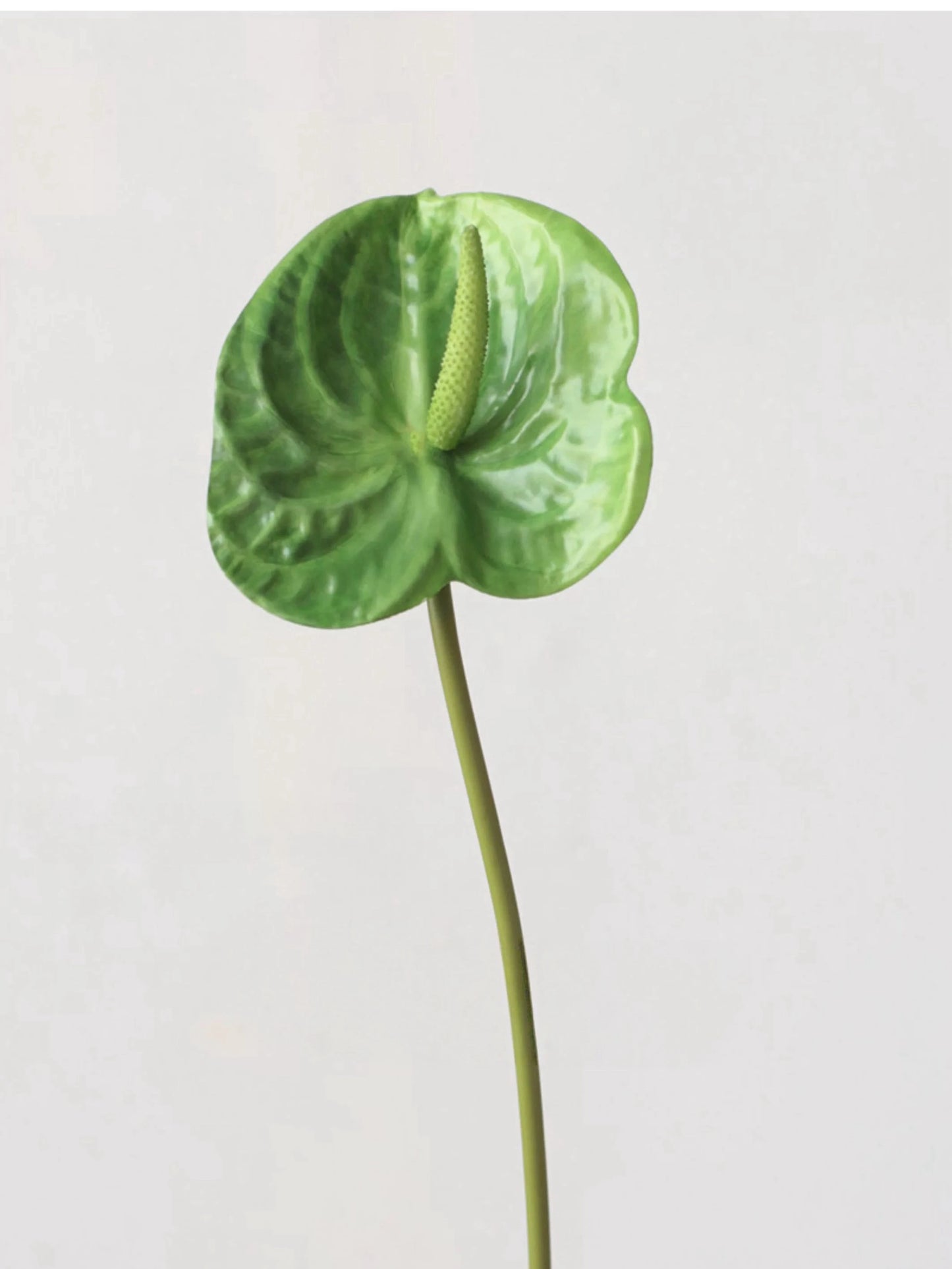 Faux Small Anthurium – 22"