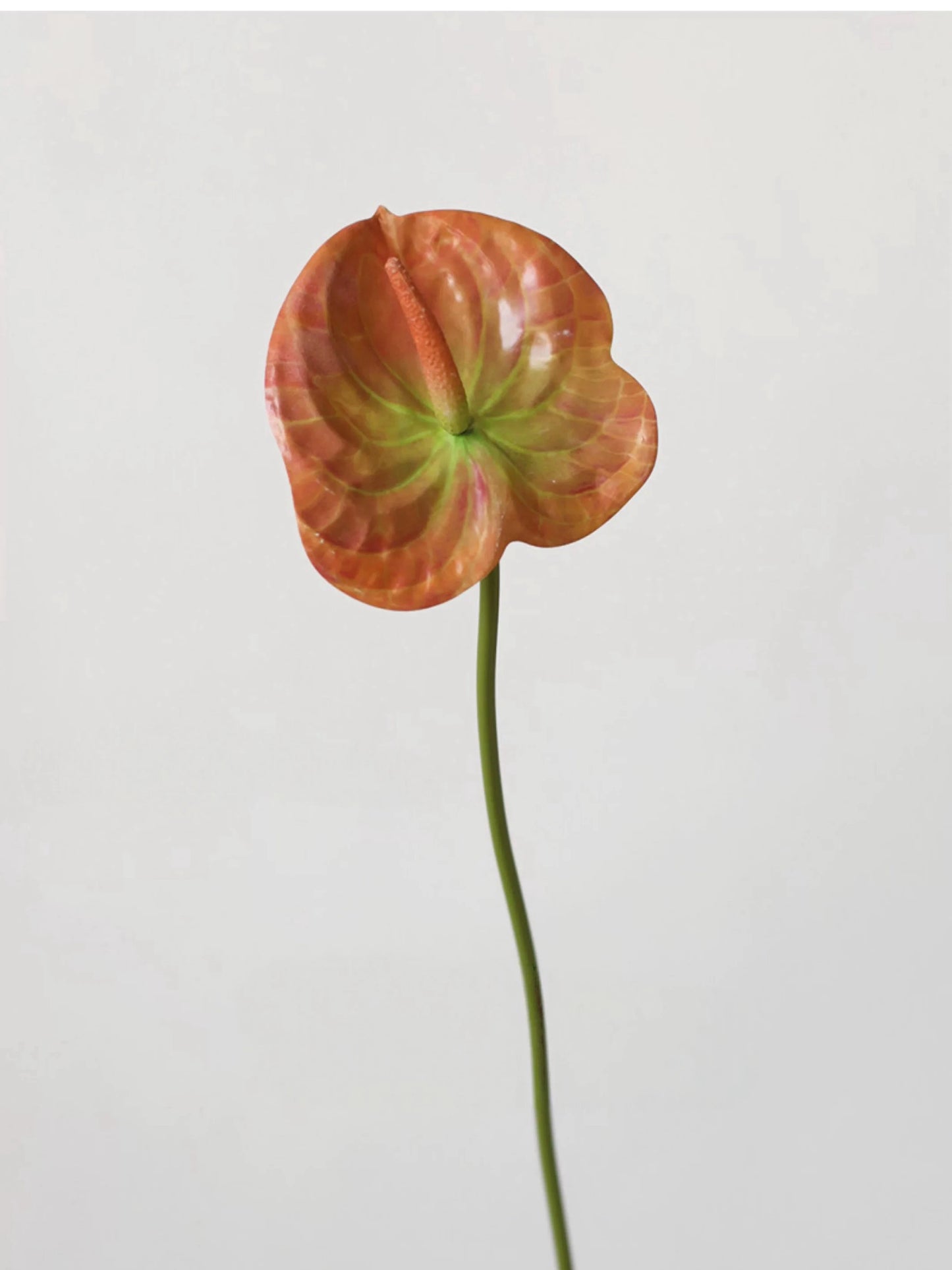 Faux Small Anthurium – 22"