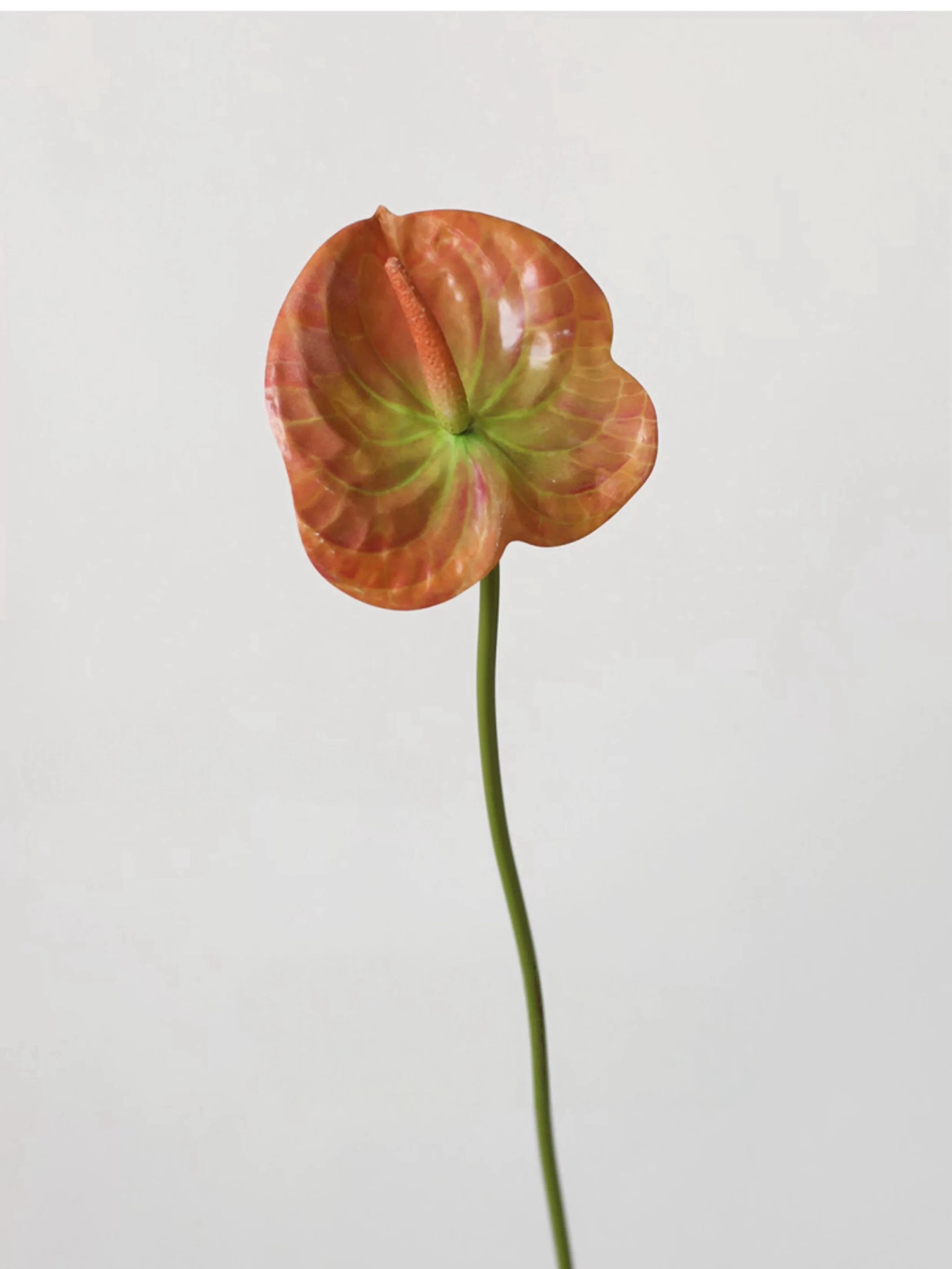 Faux Small Anthurium – 22"