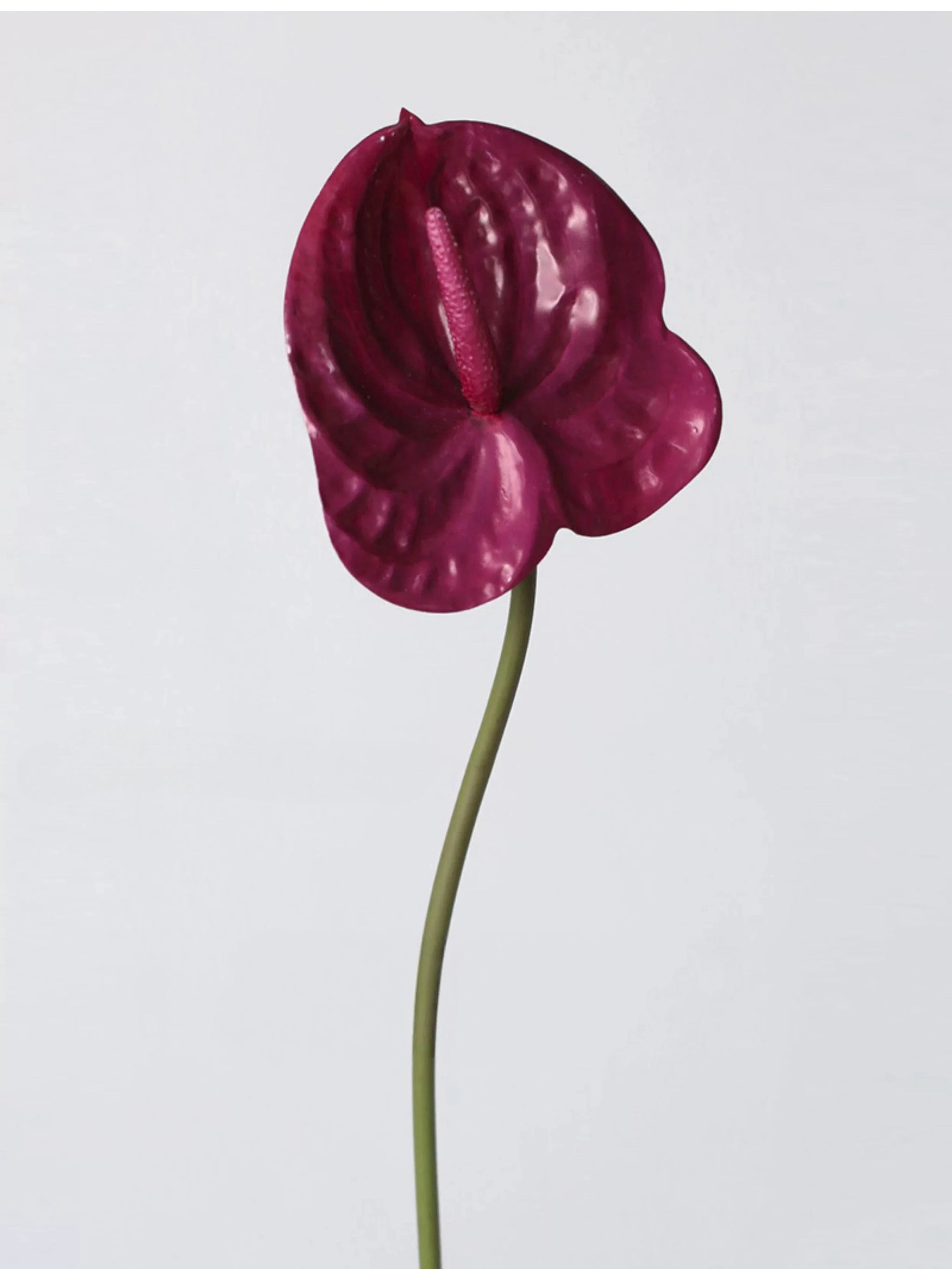 Faux Small Anthurium – 22"