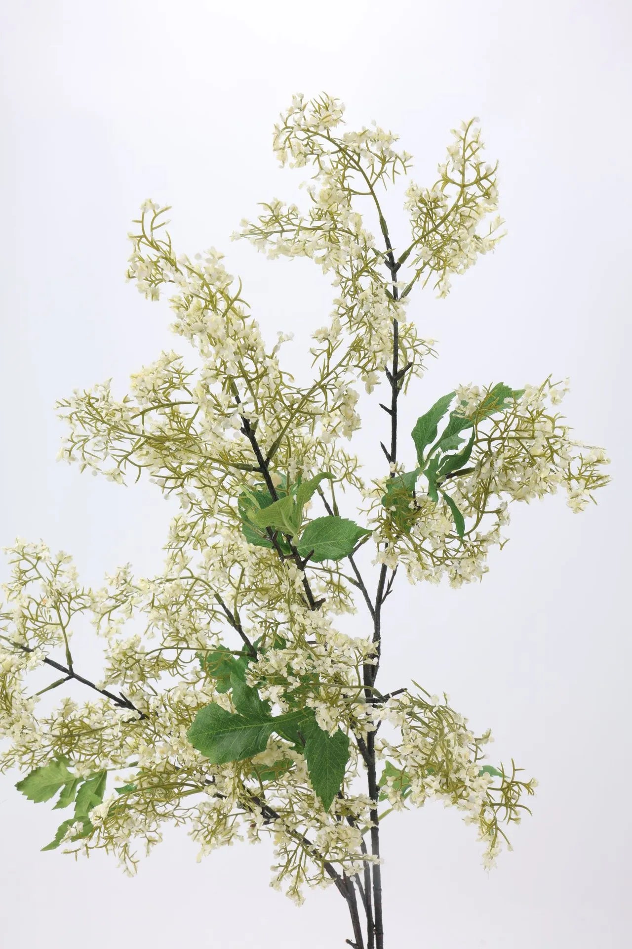 ニセハナズオウの茎 – 淡いグリーン 31.5インチ