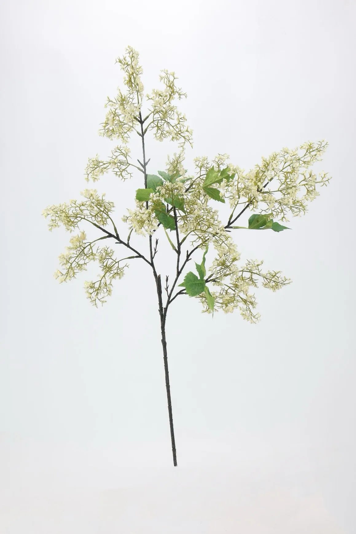 ニセハナズオウの茎 – 淡いグリーン 31.5インチ
