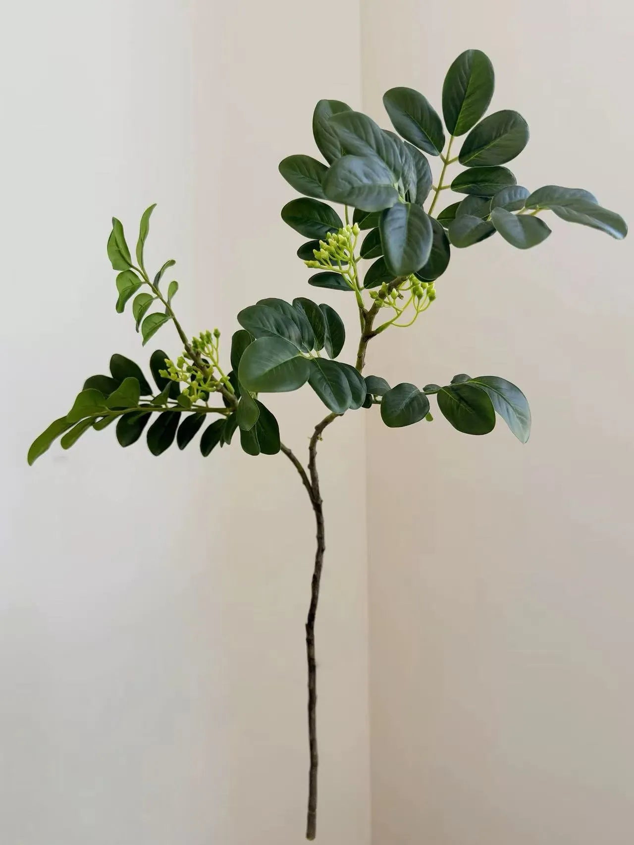 Faux Snow Bush (Breynia disticha) Branch – 25″