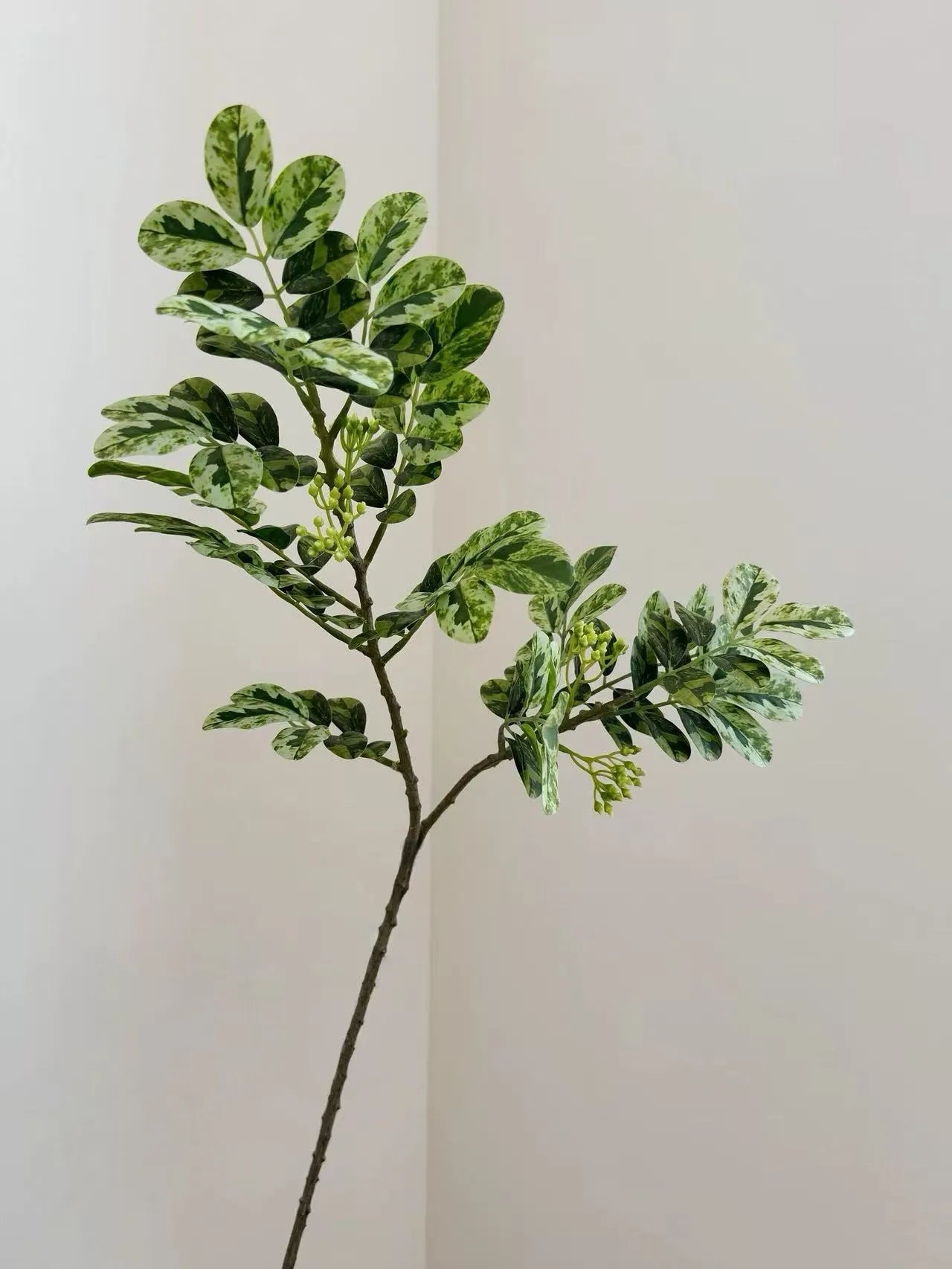 Faux Snow Bush (Breynia disticha) Branch – 25″