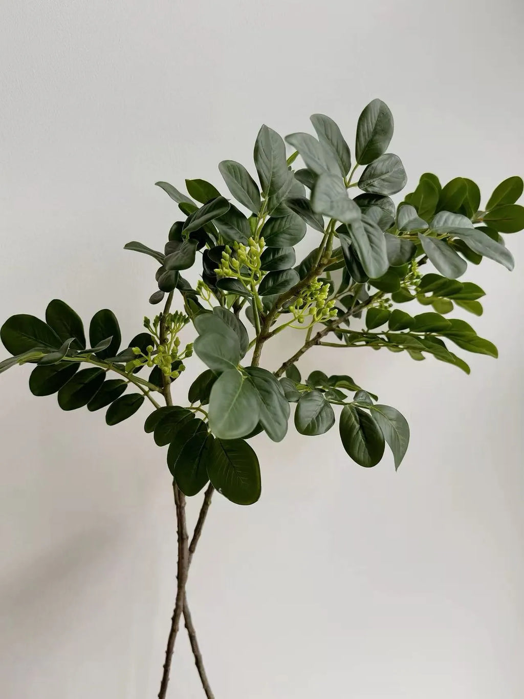Faux Snow Bush (Breynia disticha) Branch – 25″