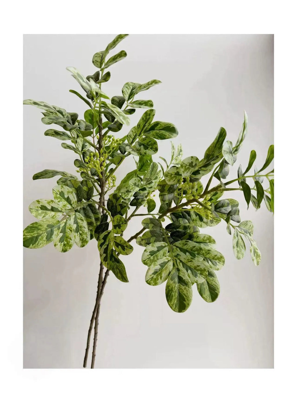 Faux Snow Bush (Breynia disticha) Branch – 25″