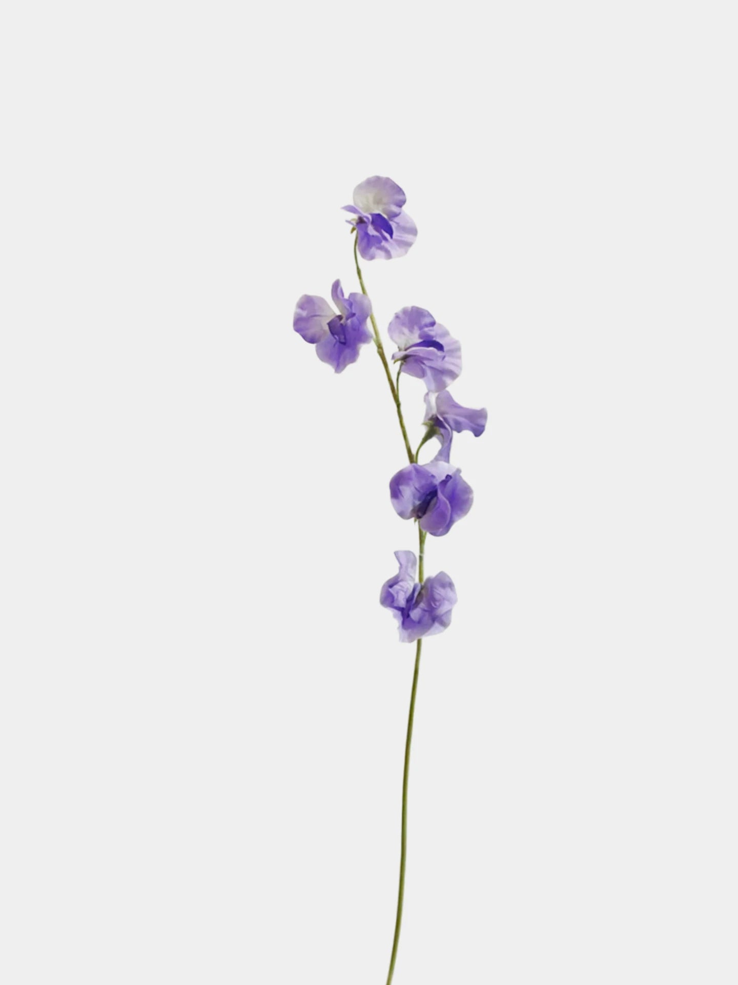 Künstlicher Duftwickenstiel – 56 cm