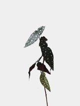 Faux Textured Begonia Leaf Spray – 74cm